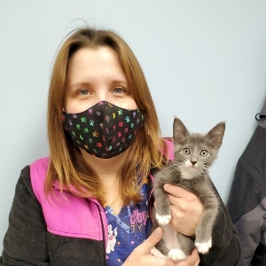 St. Charles Veterinary Clinic - gray kitten