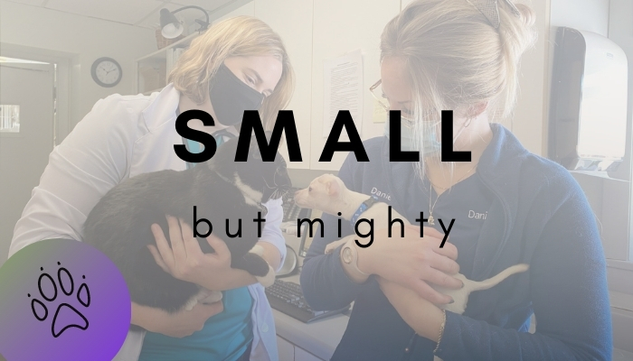 Meet Some Small But Mighty Puppy Patients