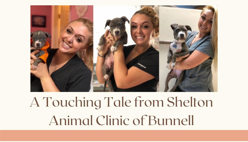 A Touching Tale from Shelton Veterinary Clinic of Bunnell