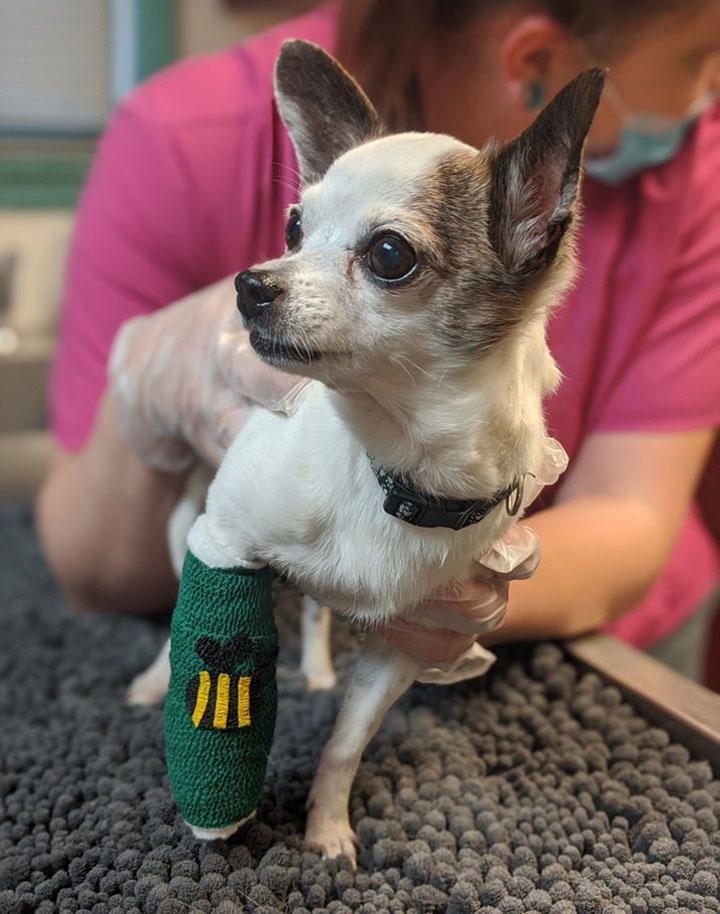 Animal Hospital of Rye - best dog bandage!