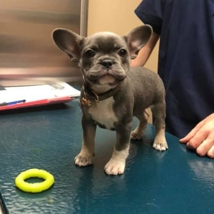 Bradford Hills - smiling puppy