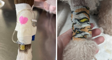 Taping a Catheter - Vet Tech suggestions