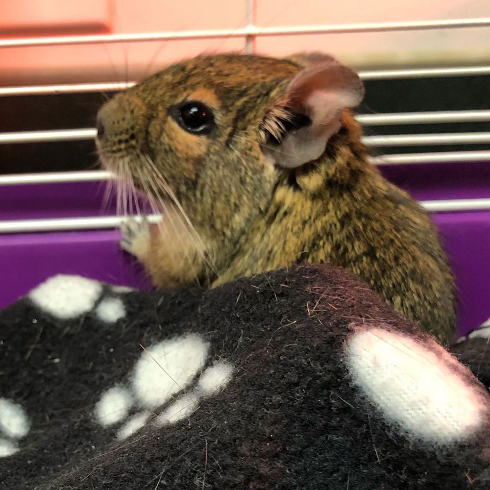 Chicago Veterinary - Pocket Pets