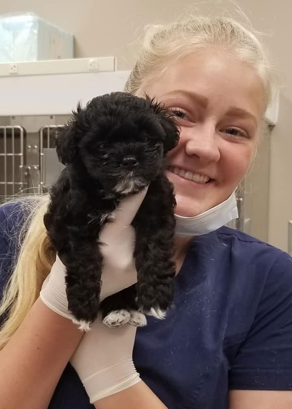 South Carolina Veterinary team with Shih-Poo