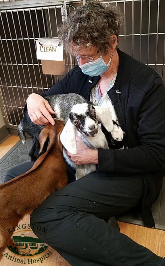 Kingston Animal Hospital - Baby Goats