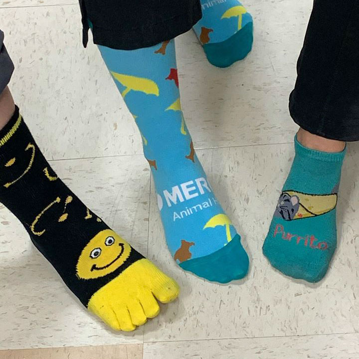 Fun Socks from Veterinary Center at Fishhawk - Lithia, Florida