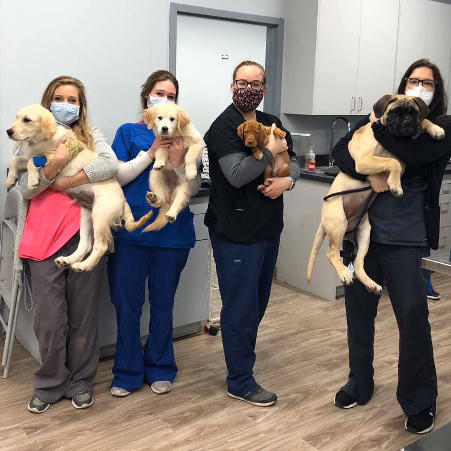 Cradling Canine Friends, Green Bay Animal Hospital - Wilmette, Illinois