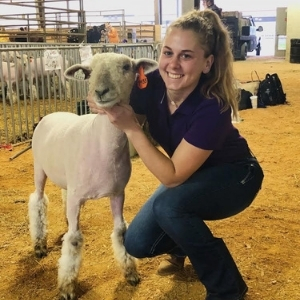 Brookeville Animal Hospital - Sheep with vet student