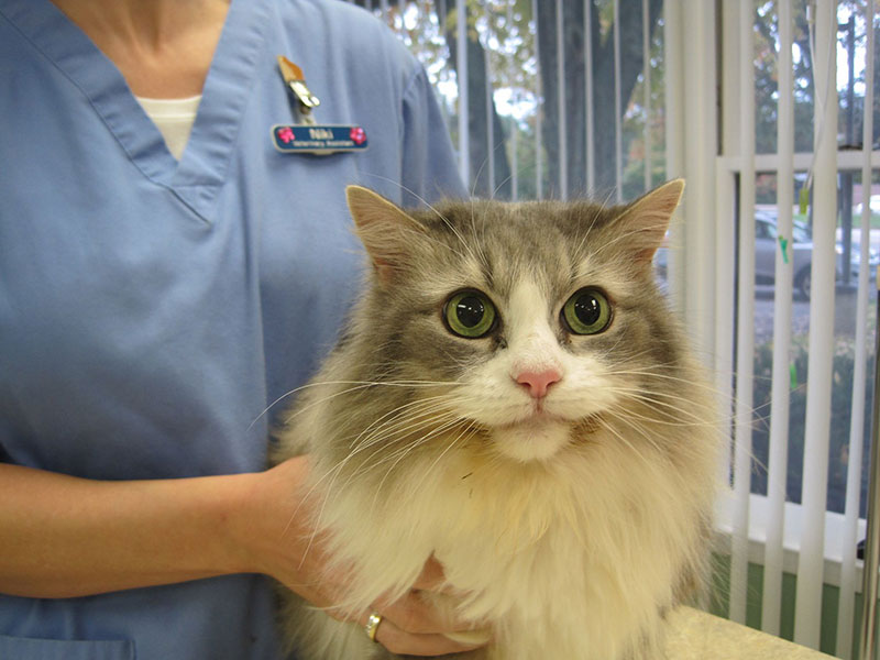 Celebrating Pet Patients & Clients - Cat receives radioactive treatment