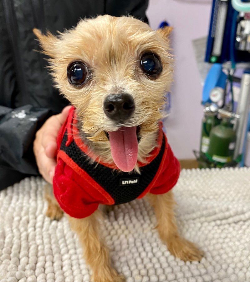 Celebrating Pet Patients and Clients - Yorkie gets Dental Care
