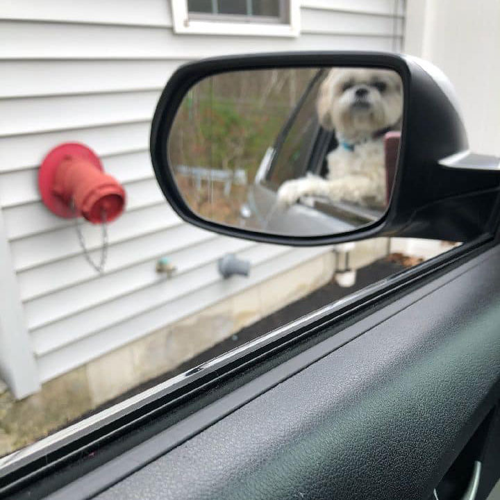 Leominster MA Cute Concierge Appointment - Excited Puppy