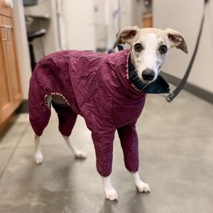 Falmouth Animal Hospital - Dog with coat on
