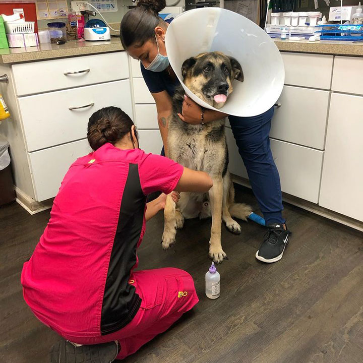 Overcoming Adversity - Harris Boulevard Veterinary Clinic, silly dog