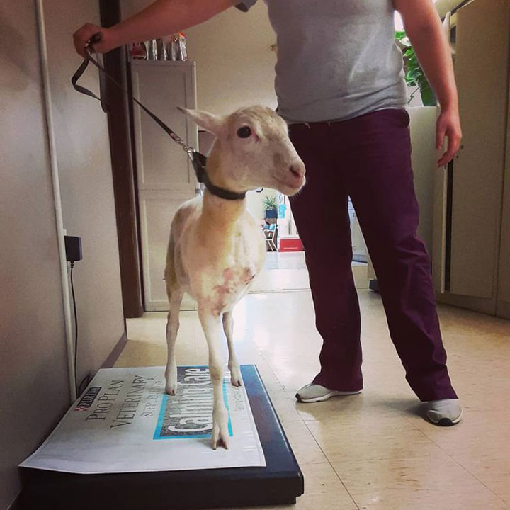 Overcoming Adversity - Greenville Veterinary Clinic, 3 legged goat