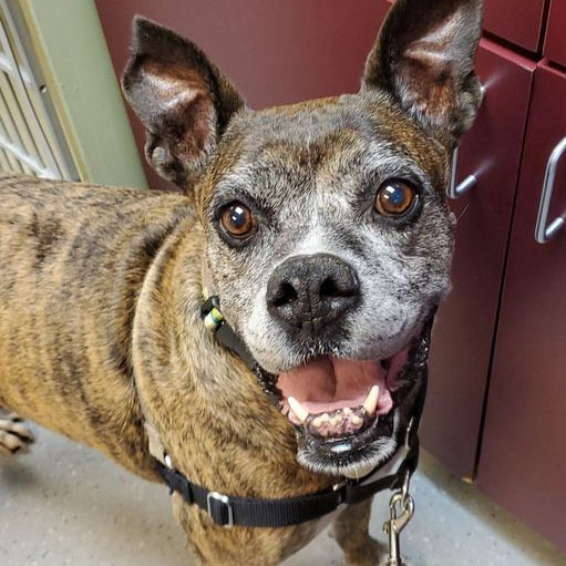 Marysville, Pennsylvania animal hospital - dog ends chemotherapy
