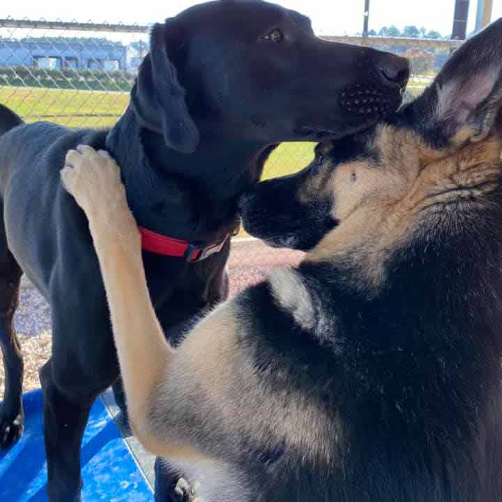 Sanford NC Veterinary Practice - two dogs hugging