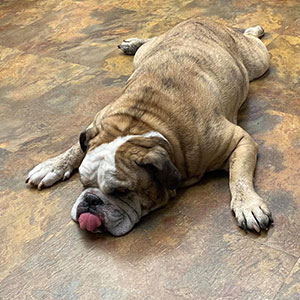 Murphey Road Animal Hospital