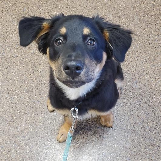 Delphos Ohio Veterinary Practice: 1st Puppy Exam
