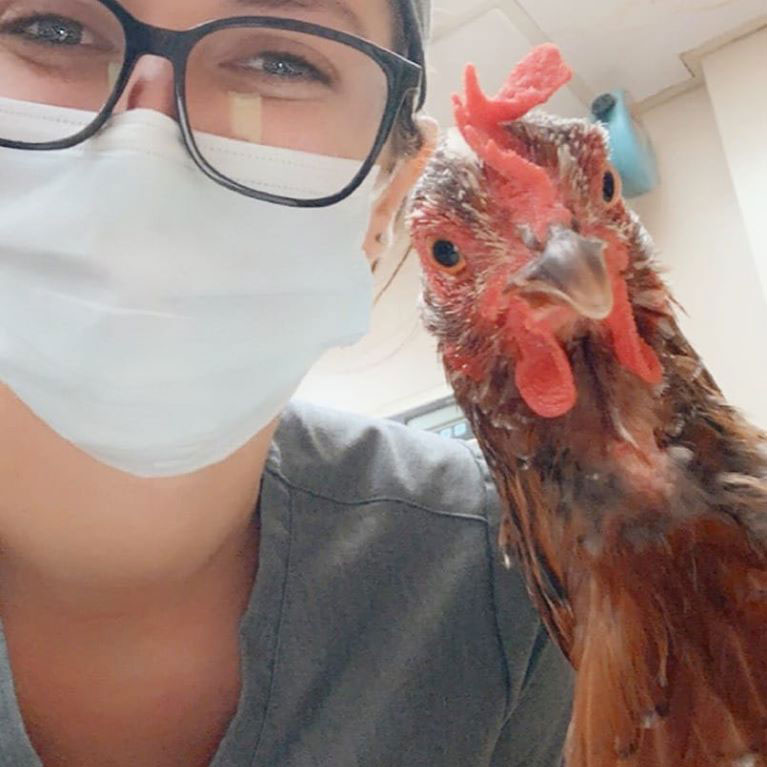 Veterinary Teams - Bricktown NJ providing care to a chicken during COVID-19