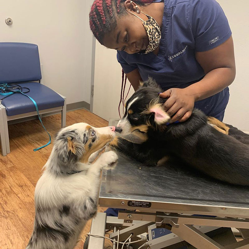 Veterinary Teams - Springtown TX providing care to dogs during COVID-19