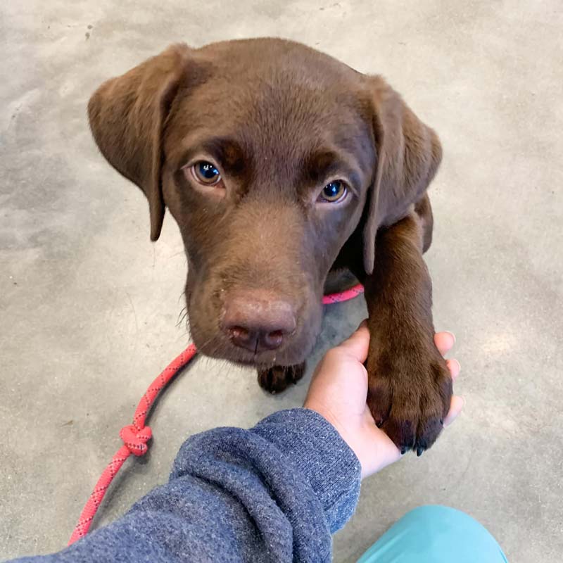 Falmouth Veterinary Team welcomes Lab Puppy
