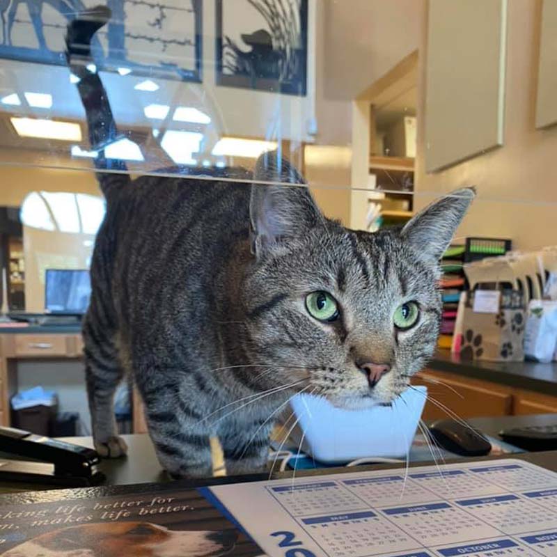 Veterinary Team in Royston GA