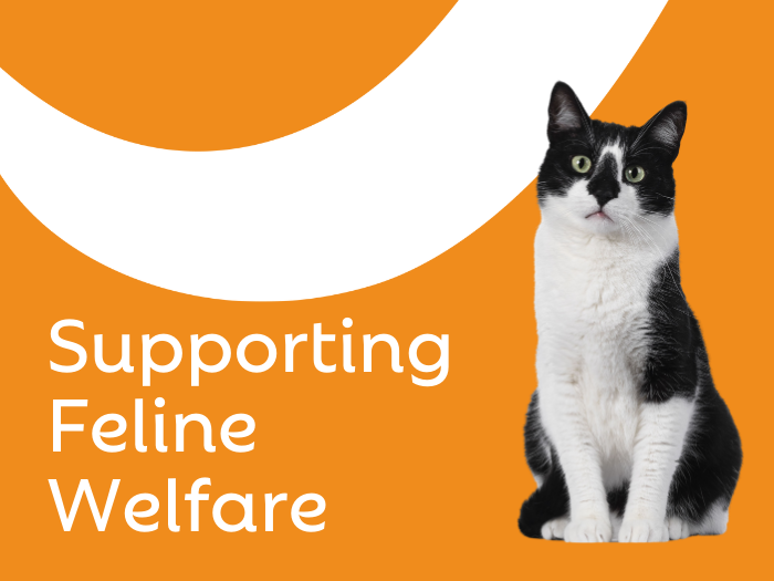Supporting Feline Welfare, Championing Compassionate Veterinary Care