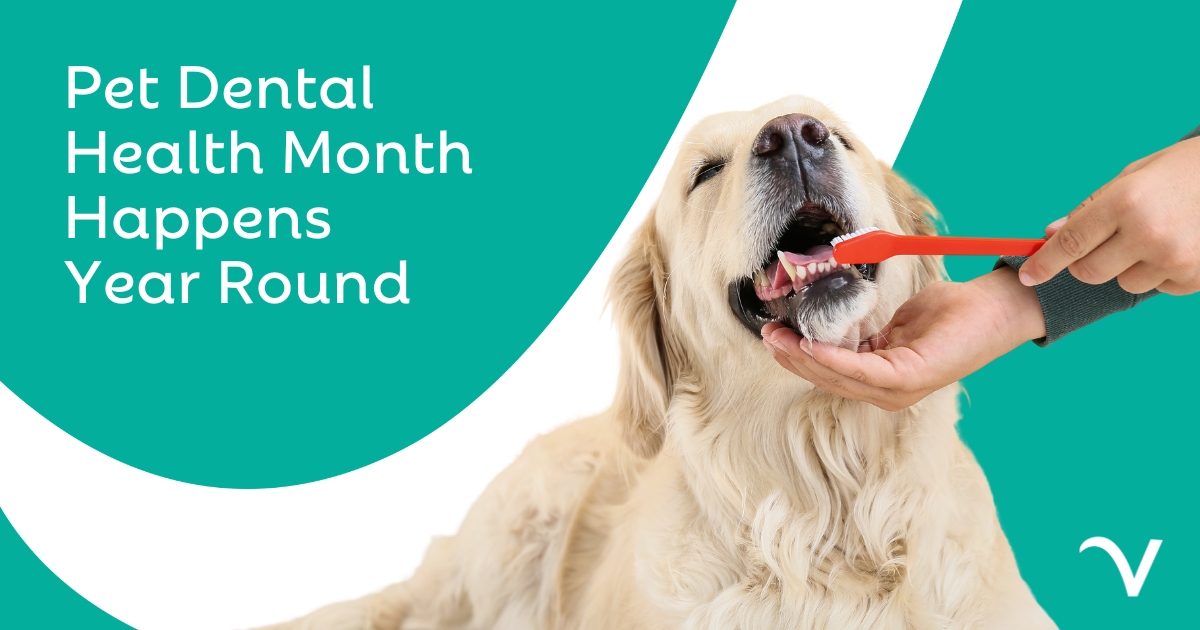Pet Dental Health Happens Year Round