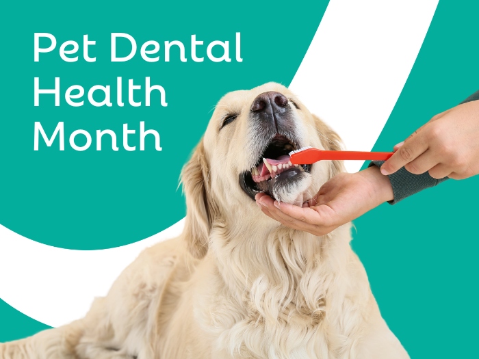 Pet Dental Health Happens Year Round