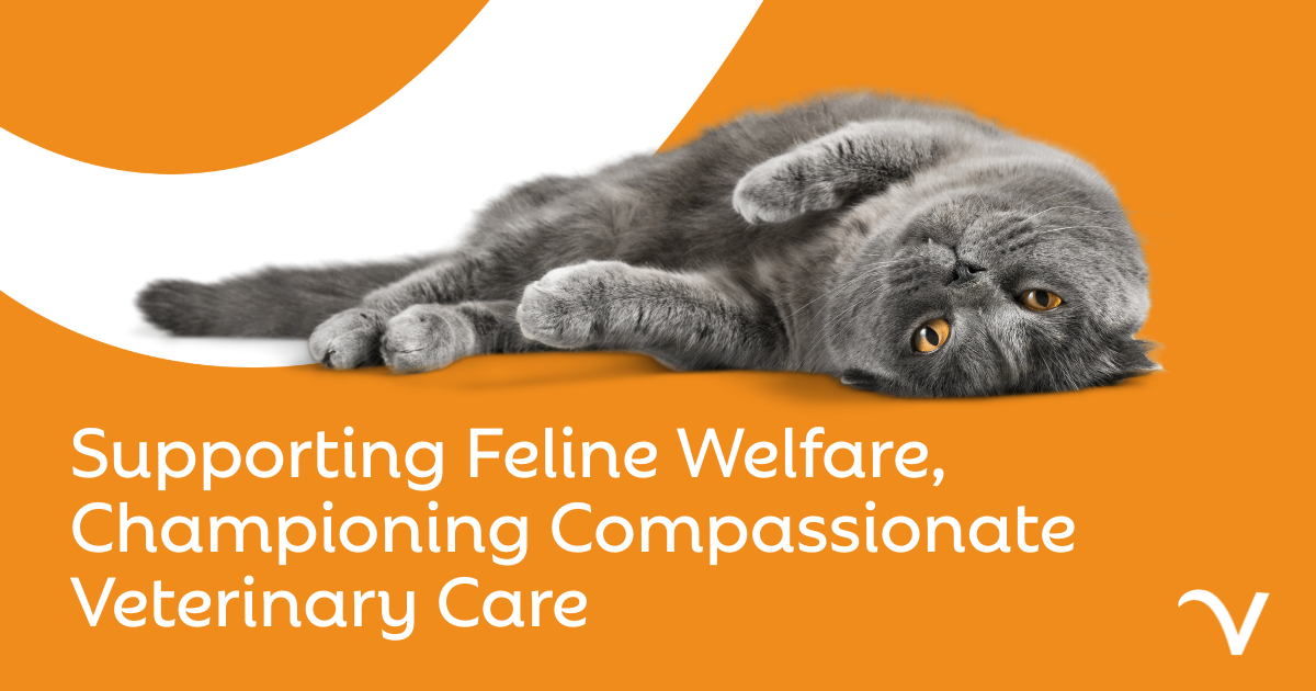 Supporting Feline Welfare, Championing Compassionate Veterinary Care