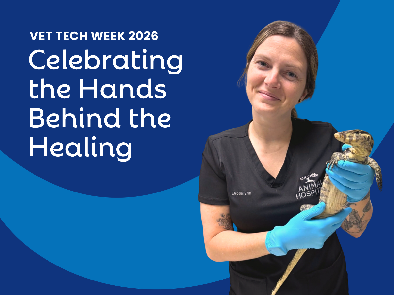 National Veterinary Technician Week: Celebrating the Hands Behind the Healing