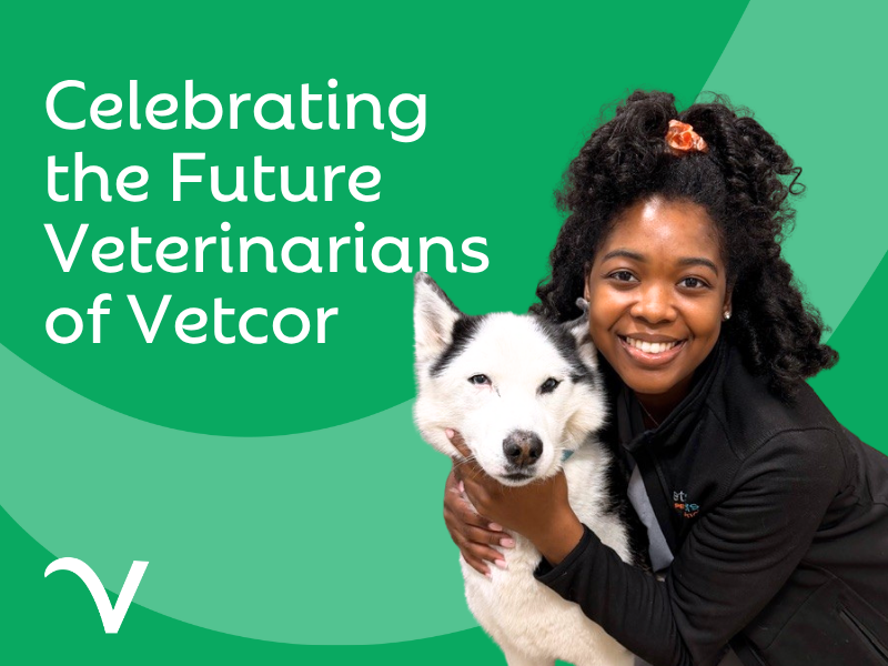 From Hospital Teams to Veterinary School: 69 Vetcor Team Members Take the Next Step into Vet School
