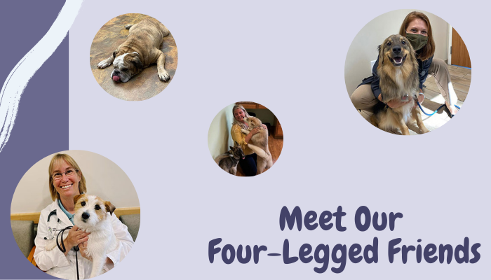 Meet Some of Our Four-Legged Friends