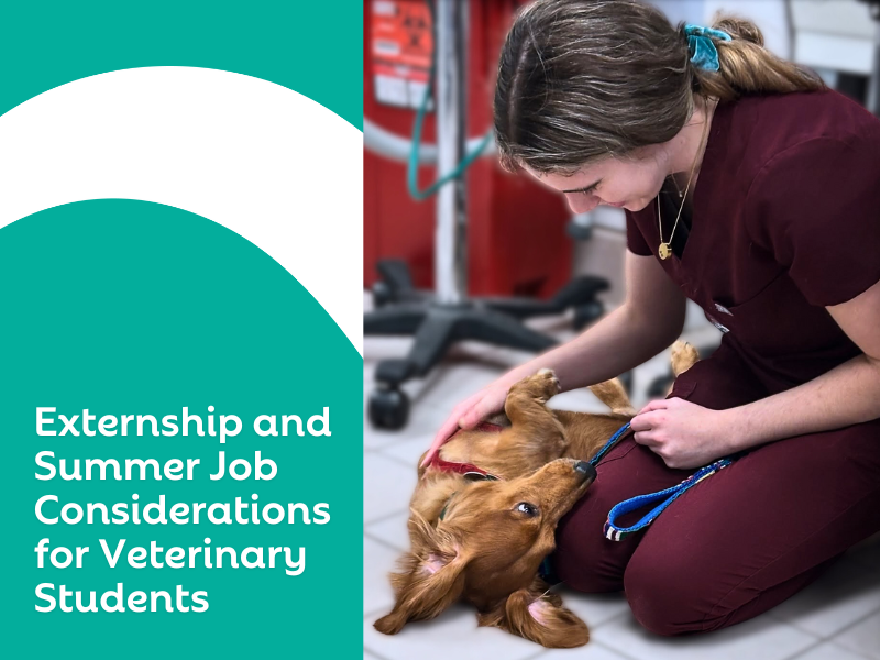Externship and Summer Job Considerations for Vet Students