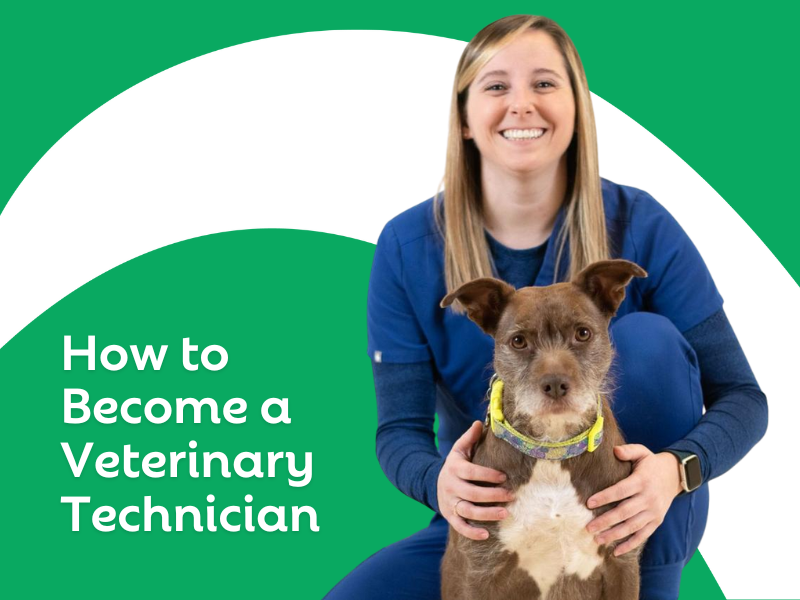 How to Become a Veterinary Technician: A Complete Guide