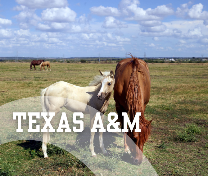 Texas A&M Practice Partners