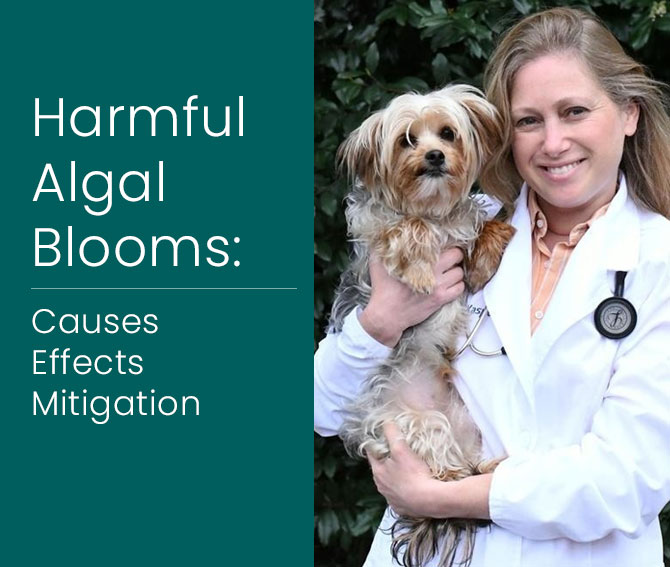 Harmful Algal Blooms: Causes, Effects, and Mitigation Sherri Kasper, DVM 