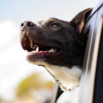 A dog sticking its head out the car window