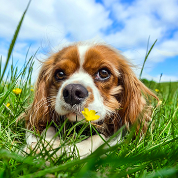 A dog outside in the grass