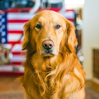 Golden Retriever sitting in front of an American flag