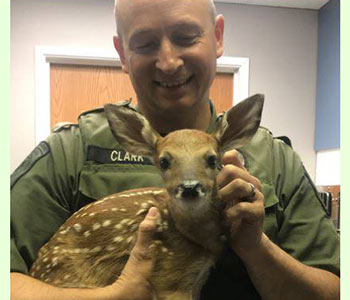 Baby Fawn at Northeast