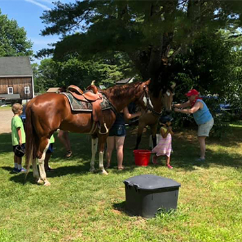 boothbay animal hospital 