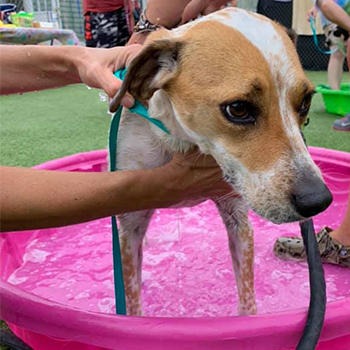 camp countryside paw wash