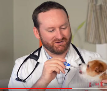 Dr. Harris shows how to brush your pet's teeth