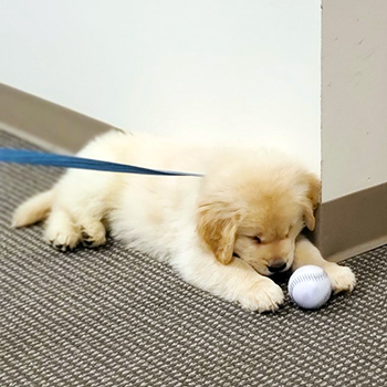 Dr. Holub's Golden Retriever puppy, George