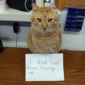 Former clinic cat, Kirk