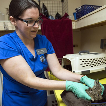 littleton animal hosp wildlife clinic