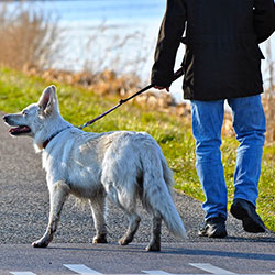 Man walking his dog
