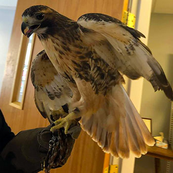 A bird of prey from A Place Called Hope