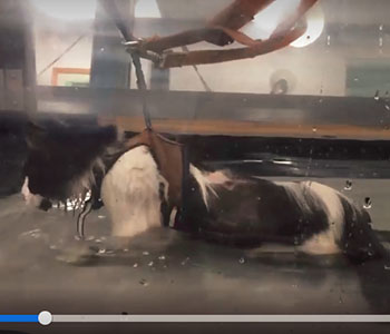 Cat Chalupa underwater treadmill